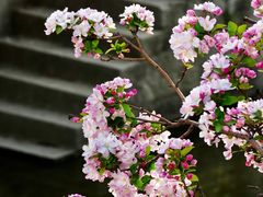 -海棠花溪(元大都城垣遗址公园)