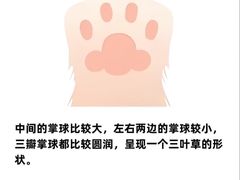 -小猫来了·猫咪专售(红山六九七九店)