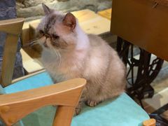 -猫色咖啡·猫咖