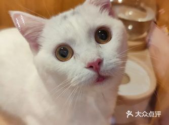 魔都一家精致高端宠物美容洗护店