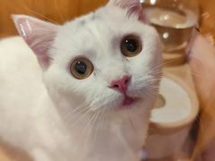 -Pets First伊珊娜洗护·精致美容·家庭式寄养(新会路店)