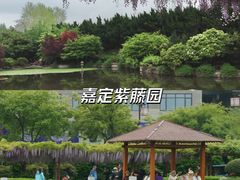 -嘉定紫藤园