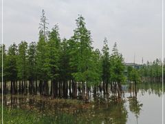 -白鹭湾湿地公园