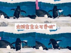 -海合安天津极地海洋公园