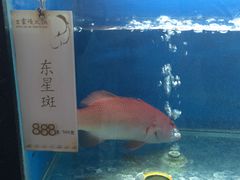 活鱼区-王家渡火锅店(棕榈泉店)