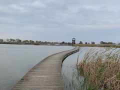 -盐城丹顶鹤湿地生态旅游区