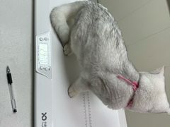 -宠颐生宠物医院·犬猫全科·皮肤科(商业街店)