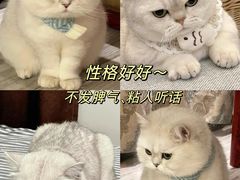 -猫十亿·布偶金渐层·曼基康矮脚猫舍(青年路店)
