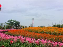 -荷兰花海