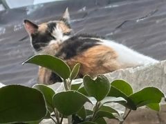 -About Bistro關於·泰式家庭料理