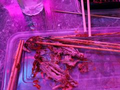 -亮子·东北特色烧烤(真如店)