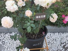 -大关公园