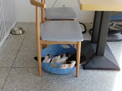 -绒爪撸猫下午茶·猫咖