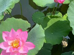 -莲花池公园