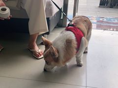 -宠颐生·恒爱宠物医院(静海店)