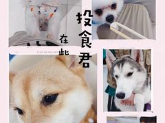 -怪兽屋·羊驼·猫咖·狗咖(俊华广场店)