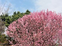 -鹫峰国家森林公园