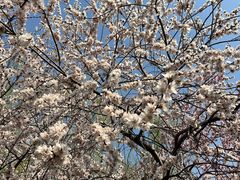 -桃花堤公园