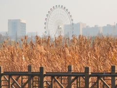 -洋湖国家湿地公园