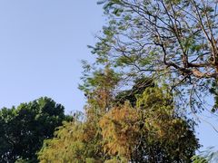 -荔湾湖公园