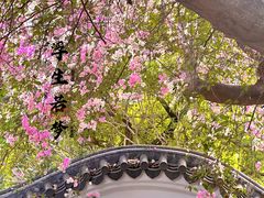 -深圳国际园林花卉博览园