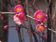 -苏州文庙(姑苏区)