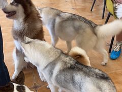 -Let's go狗咖·猫咖·奶狗·桌游(春熙路IFS店)
