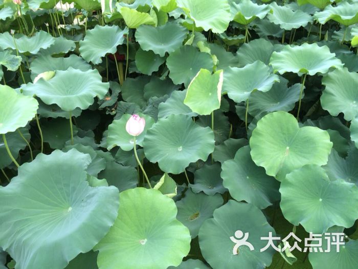 八景休闲山庄图片