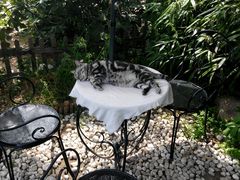 android_upload_pic-海边的猫和咖啡馆
