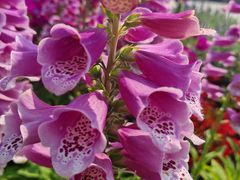 -国家植物园南园