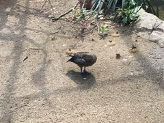 -新加坡飞禽公园