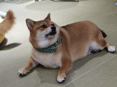 -逗柴咖啡屋·狗咖猫咖宠物桌游