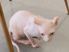 -飞行喵MR PILOT|猫舍·猫咖(静安大融城店)