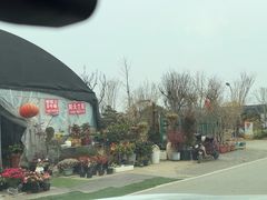 -龙大花卉苗木市场