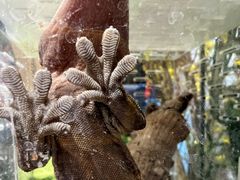 -酷以爬仙阁实体爬宠店·守宫·蜥蜴·专业繁育