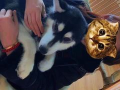 -Husky Go! 哈士奇体验馆·宠物咖啡厅狗咖