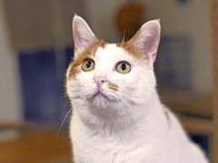 -平行世界·猫咖(首经贸店)