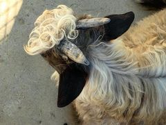 -石家庄市动物园