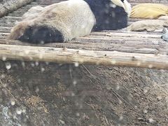 -泉州海丝野生动物世界