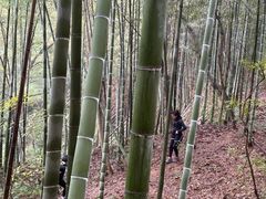 -上海佘山国家森林公园天马山园