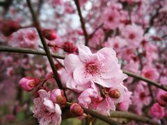 -秀丽东方