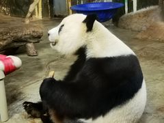 -海南热带野生动植物园