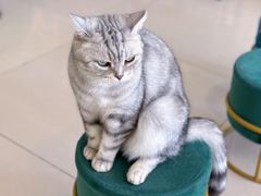 -平行世界·猫咖(首经贸店)
