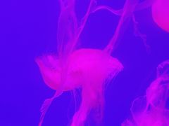 -左海海底世界