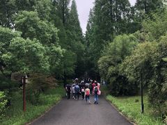 -东平国家森林公园