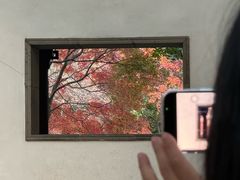-秋霞圃