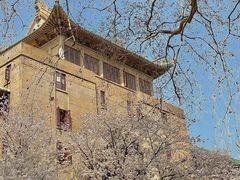 -武汉大学-樱园