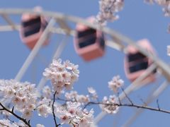 -顾村公园