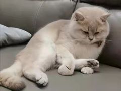 -东方名猫馆·英短金渐层布偶猫舍(环线广场1号楼店)