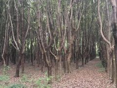-同里国家湿地公园